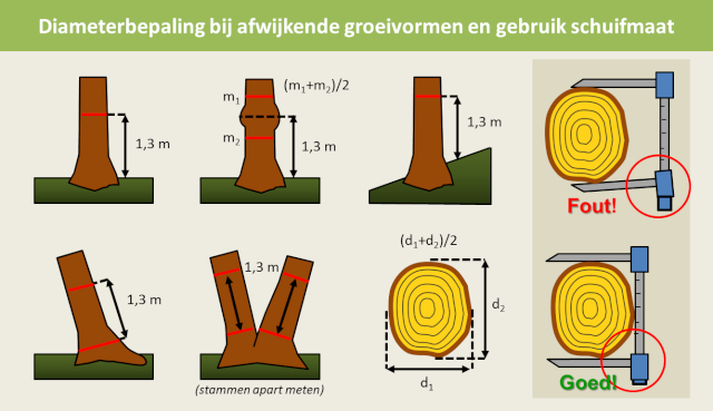 afbeelding hoe je de diameter van een boom opmeet